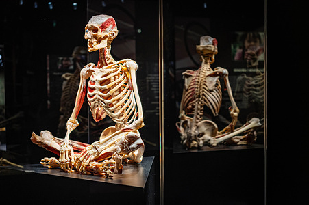Specimen of a human skeleton seen during the exhibition. The "Body Worlds, Pulse" exhibition by the German anatomist Gunther von Hagens at the SOHO Art Center in Warsaw explores the human body's resilience and fragility in the 21st century. Exhibits feature over 160 plastinated anatomy specimens, including full bodies. The gathered press were introduced to the exhibition by Dr. Angelina Whalley, the creative director of Body Worlds.