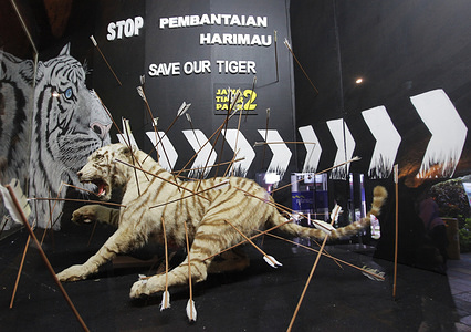 A hunted tiger displayed as part of a diorama educating children not to kill rare animals. "Museum Satwa" shows preserved animals and ancient fossils that come from various countries.