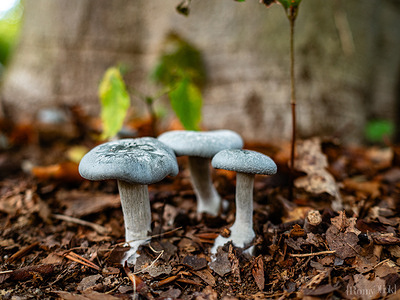 A group of tiny blue mushrooms is growing next to a tree. Autumn season is here, meaning there are mushrooms in forests and national parks across the Netherlands. There are around 5,250 species of mushrooms in the Netherlands.