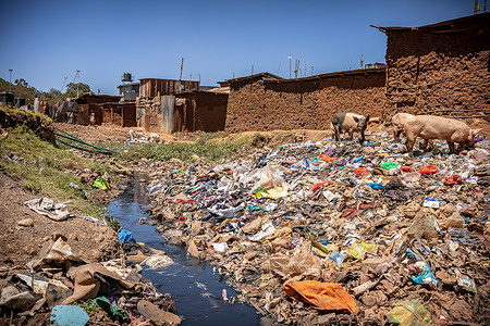 Animals seen along the polluted river that passes through Kibera slum. Kibera is the biggest slum in Africa and one of the biggest in the world. It houses an estimated population of 1 million people living in a situation of extreme poverty. A vast majority of the people lack access to basic services and medical care: only about 20% of Kibera has electricity, and the water that reaches its shacks is not clean and causes typhoid and cholera. In most of Kibera there are no toilet facilities. Unemployment rates are high and most people cannot afford education for their children.