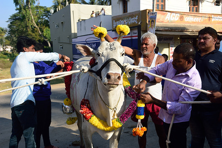Cow being dressed up for the festival.
Kichchu haisodu is a festival after the harvest season where bulls are jumped over the fire on makar sankranti for good omen. Also there is some scientific reason according to the locals that during the winter insects grows on the cattle skins, so, to get rid of it the cattle are made to jump over the fire.