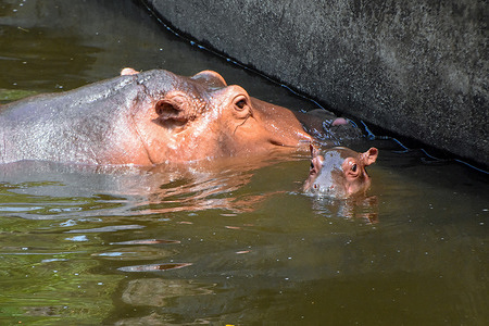 A baby hippopotamus swims alongside its mother inside an enclosure at Chiang Mai Zoo in Chiang Mai, Thailand, April 23, 2026. The newborn hippopotamus, born on April 14, 2026, is the offspring of a male named “Veerachon” and a female named “Mayom.”