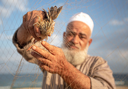 A Palestinian man removes a quail from his net on the shore of the Mediterranean Sea in the city of Khan Yunis in the southern Gaza Strip.