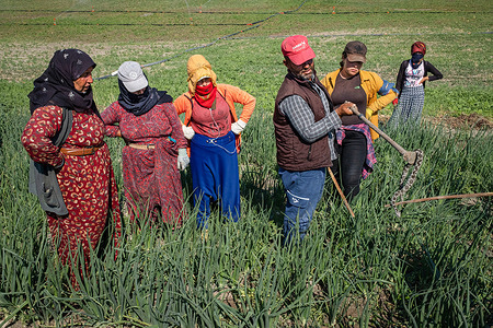 Workers look at a snake they killed in the onion field. Thousands of seasonal agricultural workers from Kurdish cities, come to Ankara every year for the onion harvest. The workers came to Ankara with their families and live in tents during the harvest.