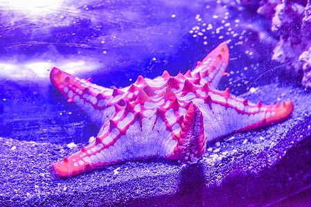A Starfish at the Sea Life centre at Brighton in East Sussex.
Sea Life Center is a commercial chain of sea life themed aquarium.