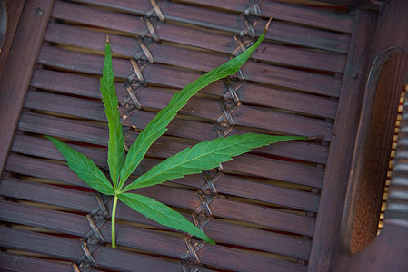 A cannabis leaf seen in a basket on a table during the "Makinkan Cannabis Food Fair".
The "Makinkan Cannabis Food Fair" is being held from 21-23 January 2022 by The tourism Authority of Thailand at the 100th anniversary park of Chulalongkorn University in Bangkok, Thailand to promote the consumption of cannabis-producing foods after Thailand Ministry of Public Health’s narcotics control committee has approved the removal of cannabis from the list of narcotics list for paving the way for households to grow the cannabis legally on January 20, 2022.