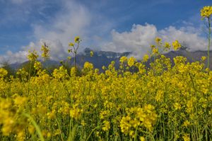 SOPA Images - Gallery - Spring season in Srinagar, India