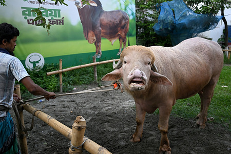 A sacrificial albino buffalo, nicknamed after U.S. President Donald Trump due to its distinctive appearance, appears to be “smiling” as it stands at an agro-farm ahead of Eid al-Adha in Narayanganj after recently going viral online. A rare albino buffalo in Bangladesh, nicknamed “Donald Trump” for its distinctive blond tuft, has been spared from Eid al-Adha sacrifice after a last-minute government intervention. The nearly 700-kg animal, which had already been sold for ritual slaughter, was moved to the national zoo in Dhaka following growing public attention and security concerns sparked by viral videos and crowds of visitors.