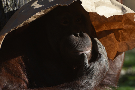 The female Borneo orangutan 'Surya' seen covering her head with a paper on a sunny winter day at Madrid´s zoo, where temperatures reached up 17ºC degrees during the afternoon hours.