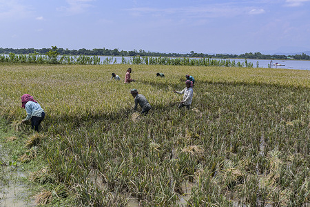 Farmers harvest paddy in a field inundated by a flash flood in Kalmakanda, Netrokona. However, heavy rainfall between April 26 and May 2 has submerged 46,730 hectares—or 10.27 percent of the total haor land—which underscores the gravity of the situation. The victims told us that the entire area was flooded within 30 minutes due to heavy rain and sudden landslides. It has been raining for the last two days.