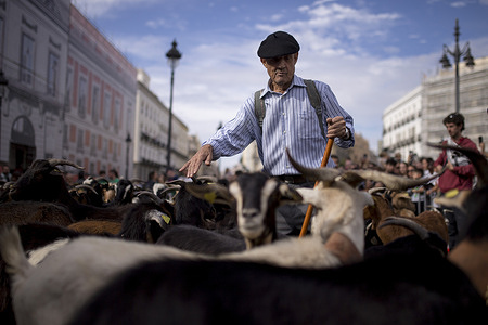 A shepherd seen amidst a flock of goats at the route of more than 1,000 sheep and goats that parade during the Transhumance Festival. This festival has been held since 1994 and fills the main thorough fares of the Spanish capital with sheep promoting extensive livestock farming.