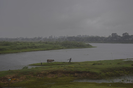 A man with his cow seen going towards his home in rain before the landfall of 'Yaas' cyclone in west Bengal.
Cyclone 'Yaas' will probably make landfall amid Balasore and Digha Coastal areas on May 26, Wednesday Morning. As a very severe cyclonic storm, it may cause heavy rainfall in coastal districts of West Bengal and north Odisha.