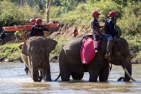 Elephants train with emergency responders by transporting an injured person on their backs during the TIMS 2025 disaster rescue training exercise at the Elephant Family Sanctuary. The TIMS 2025 disaster rescue training is considered to be the first to bring elephants and dogs to train alongside humans.