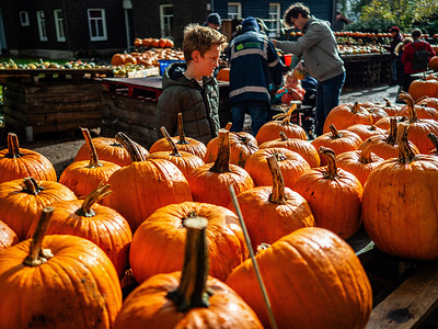 A boy seen checking the orange pumpkins. As Halloween night gets closer, people are visiting a farm near the city of Nijmegen to buy pumpkins to carve. More and more, this Halloween tradition is getting popular among Dutch people. Halloween is a holiday celebrated each year on October 31. It evolves into a day of activities like decorating homes with scary stuff, trick-or-treating, carving jack-o-lanterns, and eating treats.