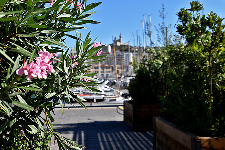 View of a green space on a port quay. As part of "L'Été Marseillais", the city of Marseille has set up a pedestrianization of the Old Port accompanied by some greenery and a Petanque alley.