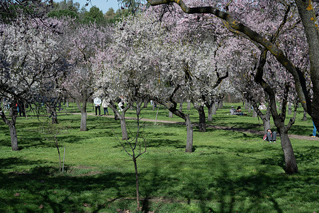 View of the Almond trees in bloom at Quinta de los Molinos in Madrid.