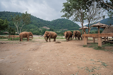 Elephants roaming freely at the Elephant Nature Park. Rescued from abuse and tourism, they are learning to live again in a safe environment, far from chains and performances. Thai conservationist Lek Chailert, founder of Elephant Nature Park in Chiang Mai, has dedicated her life to rescuing and rehabilitating elephants from the tourism and logging industries. Based in northern Thailand, her work focuses on ethical treatment, protection, and raising global awareness about elephant welfare.