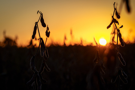 Golden hour in a soybean field. Optimism in Argentina as the 2025/26 campaign is projected at about 48–49 million tonnes on ~17.2–17.4 Mha, with some climatic uncertainty but promising yields in key areas.