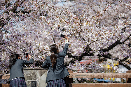 Students seen taking photo of Cherry Blossoms during the Iwakura Cherry Blossom Festival. The highlight of the festival is long line of trees created by around 1,400 cherry blossoms which have been planted along both banks of the Gojo River where it flows through Iwakura City.