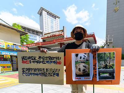 A fan of the South Korean-born giant panda Fu Bao holds a placard in front of the Chinese embassy in Seoul to call for environmental improvement. Giant Panda Fubao was born in South Korea in 2020 and returned to China in 2024. China only rents pandas to foreign zoos, and pandas typically have to return their offspring within a few years of birth to participate in China's breeding program. China has long used "panda diplomacy" as a form of soft power, and Fu Bao's parents, Ai Bao and Le Bao, were gifted to South Korea by Chinese President Xi Jinping in 2016.