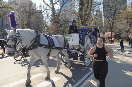 A person drives a horse carriage in Central Park, Manhattan, New York City.