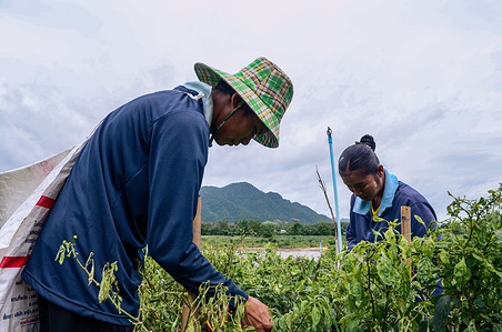 A Myanmar migrant worker harvests chilies on the bank of the Moei River (Thaungyin River), which separates Thailand and Myanmar, with the mountains of Myanmar's Kayin State visible in the background. Myanmar migrant workers harvest chili peppers in a field in the Mae Sot area, Tak province, Thailand, near the border with Myanmar. Many of these workers have traveled from central Myanmar's Bago Region, rather than from nearby border towns, to find employment. The number of migrant workers in Mae Sot has increased significantly since the military coup in Myanmar in 2021. Workers typically earn 5 Thai Baht (approx.$0.14 USD) per kilogram of chilies, harvesting between 60 to 100 kilograms per day. For many, this agricultural work is one of several seasonal day-labor jobs they rely on for their livelihood.
