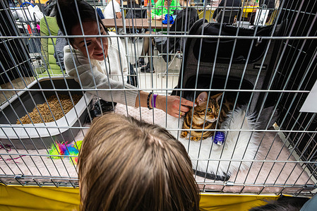 A cat owner pets her cat as a visitor looks on. On the 22nd of February, cat lovers visit the International Show of Purebred Cats at Warsaw's Centrum Praskie Koneser event space. The program includes two days of presentation of cats - from popular breeds such as Maine Coon or British Shorthair, to more exotic ones, such as Lykoi, Peterbald or Khao Manee.