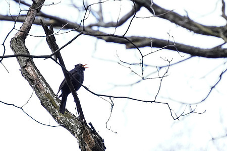 A blackbird seen singing on a tree at Izmailovsky Park in Moscow.