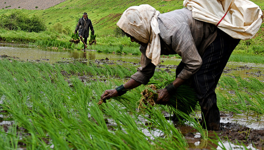 A man is seen planting rice saplings at a paddy field on the outskirts of Mumbai. Rice sowing is carried out during the monsoon season in India as paddy field gets flooded with rain water which helps in improving the growth of rice.