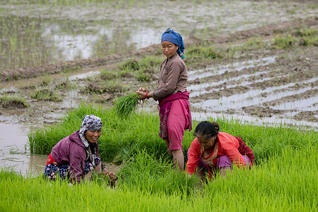 Nepalese Farmers prepare rice seedlings for plantation during the National Paddy Day.
Farmers celebrate the National Paddy Day Festival on 'Asar 15' of the Nepali calendar as the annual rice planting season begins and people celebrate the festival by planting paddy, playing in the mud, singing traditional songs, and eating yogurt.