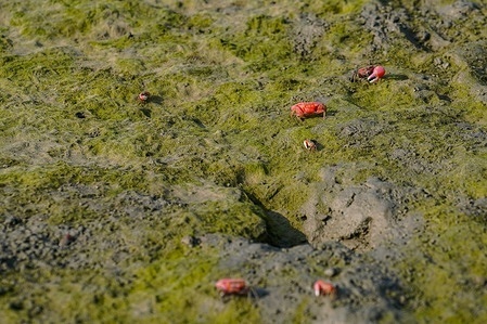 Red Crabs seen in Sundarbans, the largest natural mangrove forest in the world, UNESCO World Heritage Site and a wildlife sanctuary in Bangladesh.