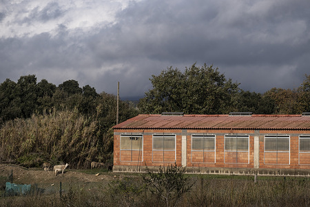 A pig fattening farm is seen in the Alt Empordà Girona is at risk of an animal health crisis from swine fever, which is currently controlled and managed by the Government of Catalonia in 91 municipalities of Barcelona.