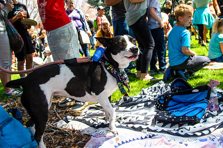 A dog barks to get its owners attention at an Earth Day event in a public park on a spring day in Reno. Earth Day is a yearly event on April 22 to demonstrate support for environmental protection of the earth.