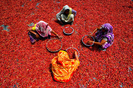 Female workers process and dry red chili pepper under the sun on the river bank of Ganga near Hooghly district of West Bengal. Every day these woman labours earn approx USD $2 (INR 150) for working 8 hours a day. The work is one of the main sources of income for their families before the monsoon (rainy season).