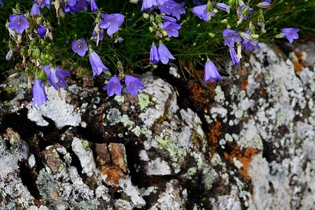 Purple bellflower, Campanula Rotundifolia, seen in the commune of Veranne, France.