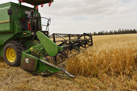A combine harvester seen cutting wheat, threshing, and winnowing before putting it into a grain cart. The estimates of production after the harvest of barley and wheat in Tunisia will be in the range of 18 million kantars for this season, compared to about 16 million kantars for the previous season.