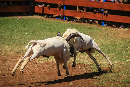 Garut sheep in action during the competition.
In Garut culture, sheep fighting is an established tradition. Garut sheep have special characteristics for fighting like a more muscular physique than other sheep. In general their average weight is 60Kg - 80Kg with strong and circular horn.
