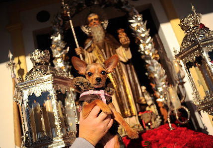 A woman holds up a dog in front of statue of San Anton after being blessed by a priest outside San Anton Church in the neighborhood of Churriana. The festival of San Anton is a religious tradition that is celebrated every year in Spain with all types of animals which are blessed by a priest in the name of the patron saint of animals, Saint Anthony.