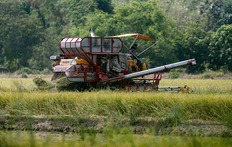 A combine harvest a rice filed in Nakhon Sawan province, north of Bangkok.
