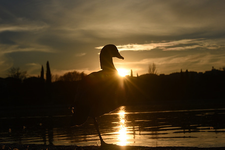 An Egyptian goose seen during sunset at Pradolongo park in Madrid.
The Egyptian goose (Alopochen aegyptiaca), which was added to the European Union list of Invasive Alien Species of concern on August 2017, is in strong expansion over the parks of the city of Madrid. The first specimens escaped from Madrid Zoo.