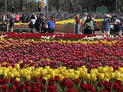 Spring flower seen displayed at the Floriade at Commonwealth Park. The tulip flower festival is called Floriade, a free annual event that transforms Commonwealth Park with over a million blooms and a variety of entertainment, workshops and cultural displays from mid-September to mid-October each year. A separate event is Tulip Top Gardens which also runs during this period and offers a different garden experience.
