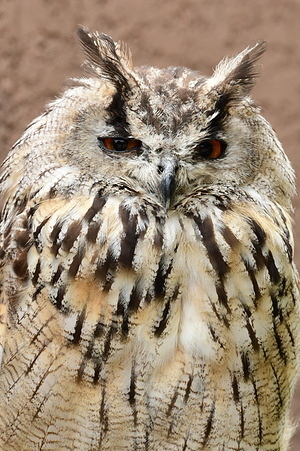 A tamed Eurasian Eagle Owl (Bubo bubo) seen in a falconry in town.
This is a tame raptor featured in a show during the Renaissance festival in the village of Montelier.