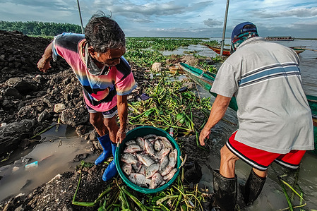 Fishermen catch freshwater fish in Laguna Lake, Rizal, after the lake exceeded its critical level due to Typhoon Wipha. Laguna Lake, the Philippines’ largest inland body of water at 911.7 square kilometers, has exceeded its critical level of 12.50 meters, reaching 12.62 meters as of Thursday, July 24, according to the Laguna Lake Development Authority. Fueled by Typhoon Wipha and the southwest monsoon, the rise has caused widespread damage. In Binangonan, fishermen report smaller catches due to murky waters. The lake’s chronic vulnerability to overflow stems from severe environmental degradation, mainly plastic and water pollution, improper waste disposal, untreated effluents, and poor irrigation practices. These issues accelerate eutrophication, fish kills, and siltation, reducing the lake’s capacity and making it more prone to flooding during typhoon season.