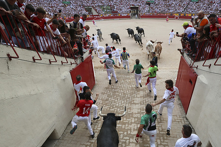 Runners run in front of the bulls as they enter the stadium during the running of the bulls during the San Fermín 2026 festivities. The bulls are from the Miura ranch.