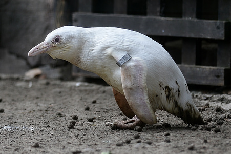 A penguin seen during the press conference at the zoo.
In Gdansk Zoo appeared a new inhabitant. Worldwide unique African Penguin (Spheniscus demersus) is an albinos and has amazing white feathering. This bird usually has black surface of the body with clear white brow and can be up to 63cm tall. The penguin was presented on a specially convened press conference at the Zoo.