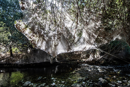 A curtain of cobwebs seen along a wastewater creek at the Jerusalem mountains. A rare phenomenon of spiders' cobwebs. Millions of "Tetragnatha nitens" spiders gather and lurk for mosquitoes. The plentiful food during the summer and autumn seasons enables the spiders to reproduce in huge numbers. Huge curtains of cobwebs cover the vegetation along Sorek Creek.