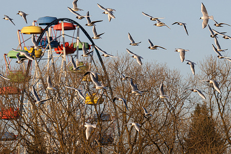 A flock of black-headed gulls against the backdrop of a Ferris wheel in one of St. Petersburg's parks. At the end of March, residents of many cities in Russia and Europe noted a mass appearance of black-headed gulls. In Latvia and the northwestern region of Russia, they have been actively returning to lakes, where they have already begun to occupy nesting sites.