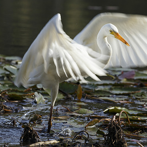 Intermediate Egret (Ardea intermedia) flaps its wings in the water at Enoggera Reservoir within D'Aguilar National Park.