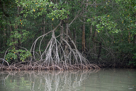 The mangrove forest roots at the mouth of the Pak Phanang River, they form an important coastal wetland where freshwater meets the Gulf of Thailand. Nakhon Si Thammarat province, southern Thailand. The mangrove forests at the mouth of the Pak Phanang River form an important coastal wetland where freshwater meets the Gulf of Thailand. Spread across tidal mudflats and estuarine shorelines, they provide habitat for fish, crabs, shrimp, molluscs and numerous bird species, while helping to stabilise sediments and protect the coast from erosion and storm damage. The mangroves are among the most significant coastal ecosystems on Thailand's Gulf coast