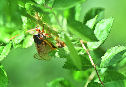 Brood X also known as the Great Eastern Brood Cicada seen in Pennsylvania.
Every 17 years, Brood X cicadas come out of the ground to mate and die.